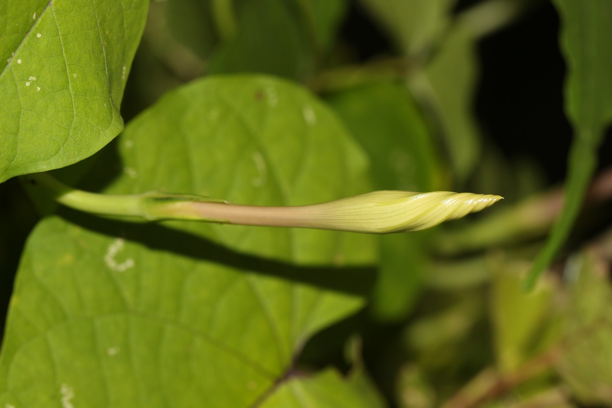 Ipomoea muricata (L.) Jacq.